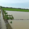 Usia Tanam Baru 2 Pekan, Puluhan Hektar Areal Padi Terendam Banjir