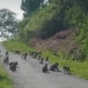 Monyet Kian Merangsek Ke Perkampungan, Rumput Odot Pun Disikat