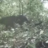 Satwa Langka di Hutan Petungkriyono, Dari Owa Jawa Hingga Macan