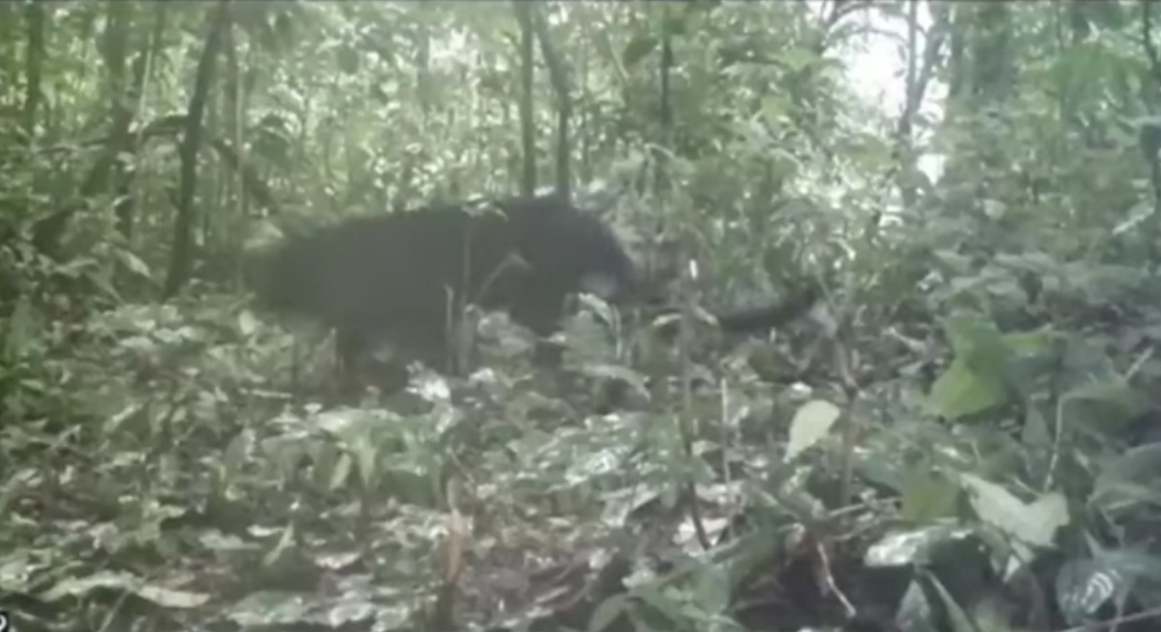 Satwa Langka di Hutan Petungkriyono, Dari Owa Jawa Hingga Macan