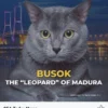 Busok, Kucing Endemik Madura Diakui Dunia sebagai Kucing Asli Indonesia