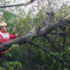 PMI Kabupaten Pekalongan Evakuasi Pohon Tumbang di Kota Kajen