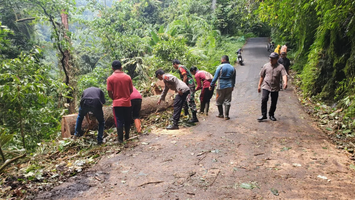 Pohon di Alas Kroyakan Tumbang, Akses Ke Petungkriyono Terganggu