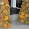 Durian boyo dan lolong pekalongan digemari warga
