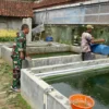 Sukses Budidayakan Ikan Lele, Babinsa Koramil Wonopringgo Mampu Pasok 50 Ribu Bibit Lele/Bulan