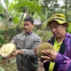 Petani durian saat menunjukkan varian durian milky Batang. (Radar Pekalongan/Novia Rochmawati)