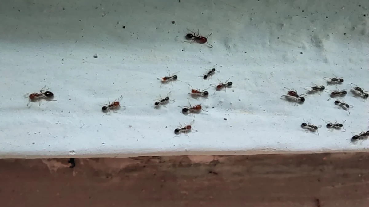 cara mengusir semut