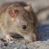 tikus hewan pintar dan sulit dikendalikan