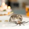 bahaya tikus dalam rumah