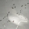 bolehkah membunuh semut