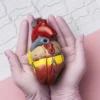 Cara meningkatkan kesehatan jantung