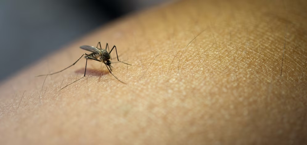 Bahan alami yang efektif menekan populasi nyamuk (freepik)