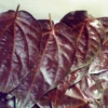 manfaat daun sirih merah untuk kesehatan