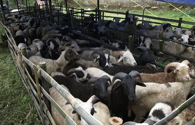 Dinperpa kota pekalongan akan menggelar vaksinasi pmk untuk domba dan kambing