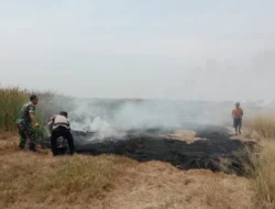 Kebakaran Persawahan Bengkok seluas 2,5 Hektar di Desa Yosorejo