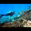 Spot Diving Terbaik di Nusa Penida