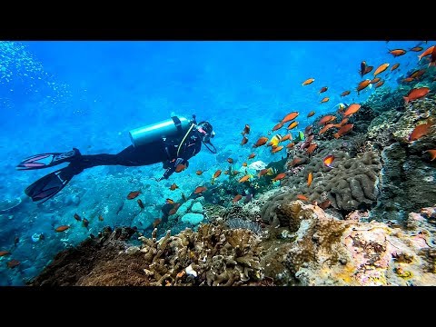 Spot Diving Terbaik di Nusa Penida