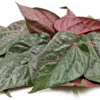 khasiat daun sirih merah (pexels)