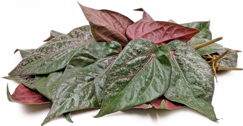khasiat daun sirih merah (pexels)