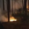 Kebakaran Hutan Pinus di petak 53g